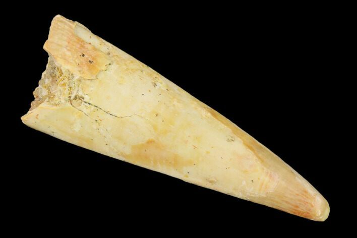 Fossil Pterosaur (Siroccopteryx) Tooth - Morocco #140701